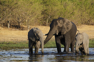 African Elephant, loxodonta africana, Mother and Calf in Khwai River, Moremi Reserve, Okavango Delta in Botswana