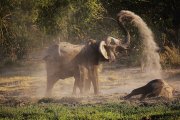 African Elephant, loxodonta africana, having Dust Bath, Moremi Reserve, Okavango Delta in Botswana