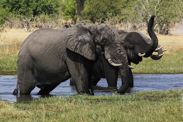 African Elephant, loxodonta africana, Group standing in Water, Khwai River, Moremi Reserve, Okavango Delta in Botswana
