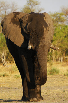 African Elephant, loxodonta africana, Adult, Moremi Reserve, Okavango Delta in Botswana