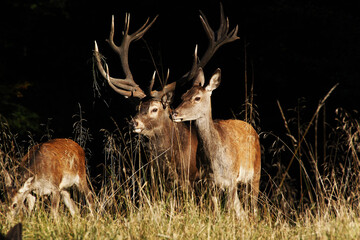 Red Deer, cervus elaphus, Stag and Females, Sweden