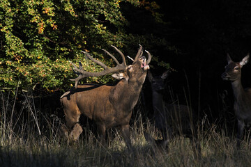 Red Deer, cervus elaphus, Stag Roaring during the Rutting season, Sweden