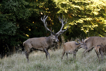 Naklejka na ściany i meble Red Deer, cervus elaphus, Stag and Females, Sweden