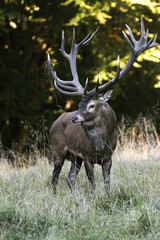 Red Deer, cervus elaphus, Stag, Sweden