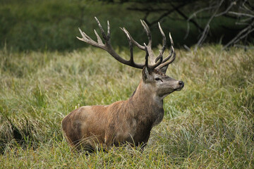Naklejka na ściany i meble Red Deer, cervus elaphus, Stag, Sweden