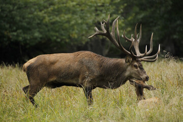 Naklejka na ściany i meble Red Deer, cervus elaphus, Stag and Female, Sweden