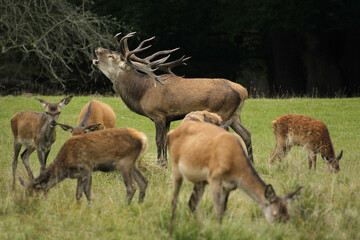 Naklejka na ściany i meble Red Deer, cervus elaphus, Stag Roaring during the Rutting season, Sweden