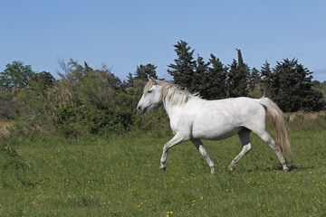 Obraz na płótnie Canvas Camargue Horse, Trotting through Meadow, Saintes Marie de la Mer in The South of France