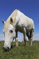 Camargue Horse standing in Meadow, Saintes Marie de la Mer in The South of France