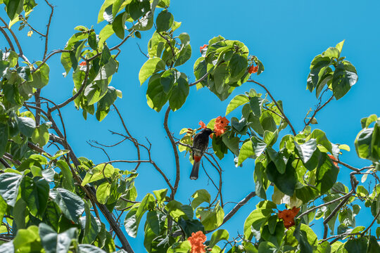 Cordia subcordata is a species of flowering tree in the borage family, Boraginaceae. beach cordia, sea trumpet, and kerosene wood.  Pearl Harbor Visitor Center, Honolulu, Oahu, Hawaii.