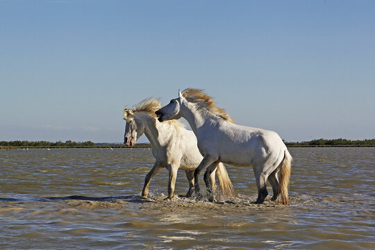 Camargue Horse, Stallions fighting in Swamp, Saintes Marie de la Mer in Camargue, in the South of France