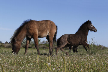 Naklejka na ściany i meble Camargue Horse, Foals standing in Meadow, Saintes Marie de la Mer in The South of France
