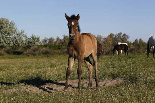 Camargue Horse, Foal standing in Meadow, Saintes Marie de la Mer in The South of France