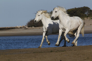 Fototapeta na wymiar Camargue Horse, Galloping on the Beach, Saintes Marie de la Mer in Camargue, in the South of France