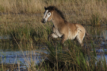 Fototapeta na wymiar Camargue Horse, Foal Standing in Swamp, Saintes Marie de la Mer in The South of France