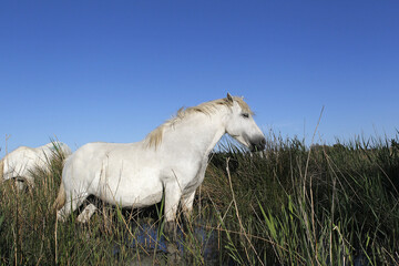 Camargue Horse, Standing in Swamp, Saintes Marie de la Mer in The South of France