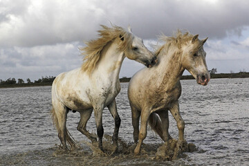 Naklejka na ściany i meble Camargue Horse, Stallions fighting in Swamp, Saintes Marie de la Mer in Camargue, in the South of France