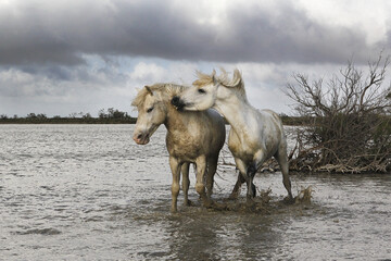 Fototapeta premium Camargue Horse, Stallions fighting in Swamp, Saintes Marie de la Mer in Camargue, in the South of France