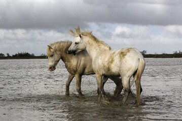 Camargue Horse, Stallions fighting in Swamp, Saintes Marie de la Mer in Camargue, in the South of France