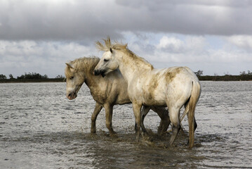 Obraz na płótnie Canvas Camargue Horse, Stallions fighting in Swamp, Saintes Marie de la Mer in Camargue, in the South of France