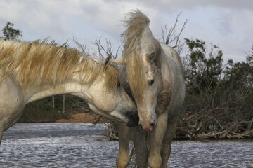 Camargue Horse, Stallions fighting in Swamp, Saintes Marie de la Mer in Camargue, in the South of France
