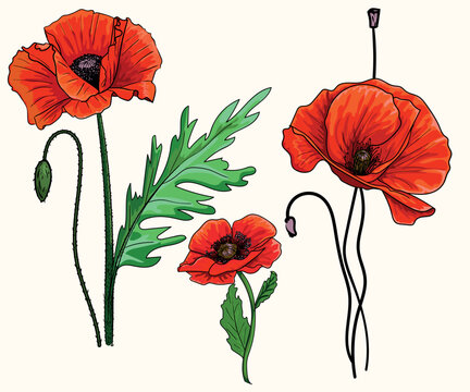 Colored Poppy flower in vector. Outline doodle image. sketch hand drawing