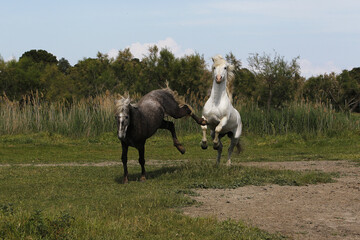 Camargue Horse, Adult and Young playing, Saintes Marie de la Mer in The South of France