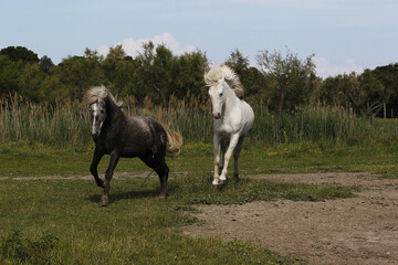 Camargue Horse, Adult and Young playing, Saintes Marie de la Mer in The South of France