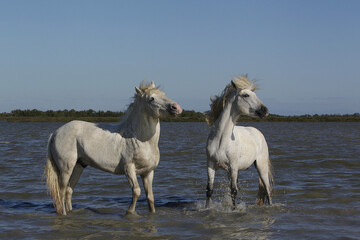 Naklejka na ściany i meble Camargue Horse, Stallions standing in Swamp, Saintes Marie de la Mer in Camargue, in the South of France