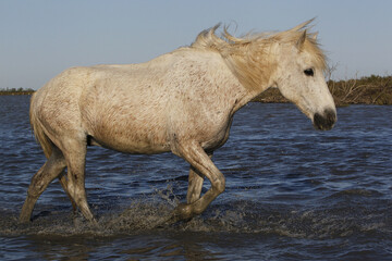 Camargue Horse, Standing in Swamp, Saintes Marie de la Mer in The South of France