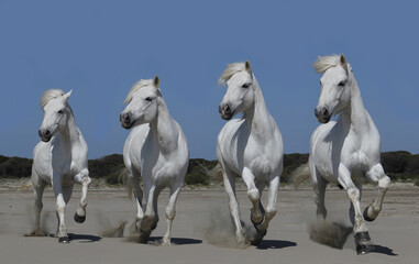 Camargue Horse, Stallion on the Beach, Galloping Sequences, Saintes Marie de la Mer in Camargue, in the South of France