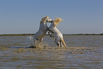 Fototapeta premium Camargue Horse, Stallions fighting in Swamp, Saintes Marie de la Mer in Camargue, in the South of France