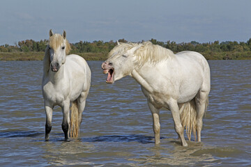 Camargue Horse, Standing in Swamp, Yawning, Saintes Marie de la Mer in The South of France