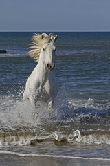 Naklejka na ściany i meble Camargue Horse Galloping in the Sea, Saintes Marie de la Mer in Camargue, in the South of France