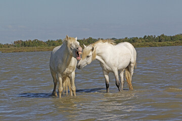 Camargue Horse, Standing in Swamp, Yawning, Saintes Marie de la Mer in The South of France