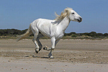Fototapeta na wymiar Camargue Horse, Stallion Galloping on the Beach, Saintes Marie de la Mer in Camargue, in the South of France