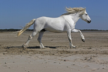 Obraz na płótnie Canvas Camargue Horse, Stallion Galloping on the Beach, Saintes Marie de la Mer in Camargue, in the South of France