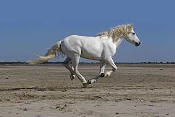 Camargue Horse, Stallion Galloping on the Beach, Saintes Marie de la Mer in Camargue, in the South...