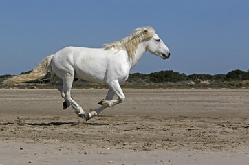 Obraz na płótnie Canvas Camargue Horse, Stallion Galloping on the Beach, Saintes Marie de la Mer in Camargue, in the South of France