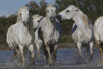 Camargue Horse, Herd in Swamp, Saintes Marie de la Mer in The South of France