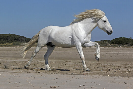 Camargue Horse, Stallion Galloping on the Beach, Saintes Marie de la Mer in Camargue, in the South of France © slowmotiongli