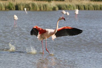 Greater Flamingo, phoenicopterus ruber roseus, Adult in Flight, Taking off from Swamp, Camargue in the South East of France