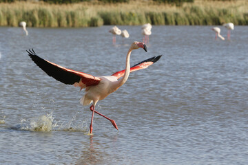 Greater Flamingo, phoenicopterus ruber roseus, Adult in Flight, Taking off from Swamp, Camargue in the South East of France