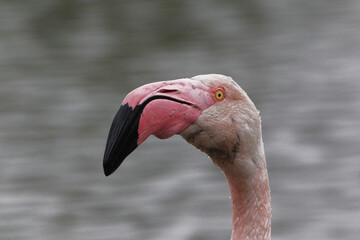 Greater Flamingo, phoenicopterus ruber roseus, Portrait of Adult, Camargue in the South East of France
