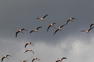 Greater Flamingo, phoenicopterus ruber roseus, Group in Flight, Camargue in the South East of France