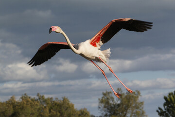 Greater Flamingo, phoenicopterus ruber roseus, Adult in Flight, Camargue in the South East of France