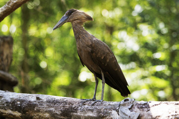 Hamerkop, scopus umbretta, Adult standing on Branch