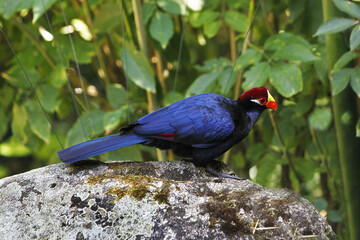 Violet Turaco, musophaga violacea, Adult standing on Stone