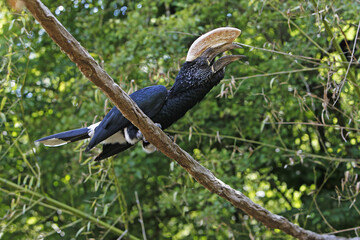 Silvery-cheeked Hornbill, bycanistes brevis, Male standing on Branch, Calling