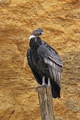 Andean Condor, vultur gryphus, Male standing on Post